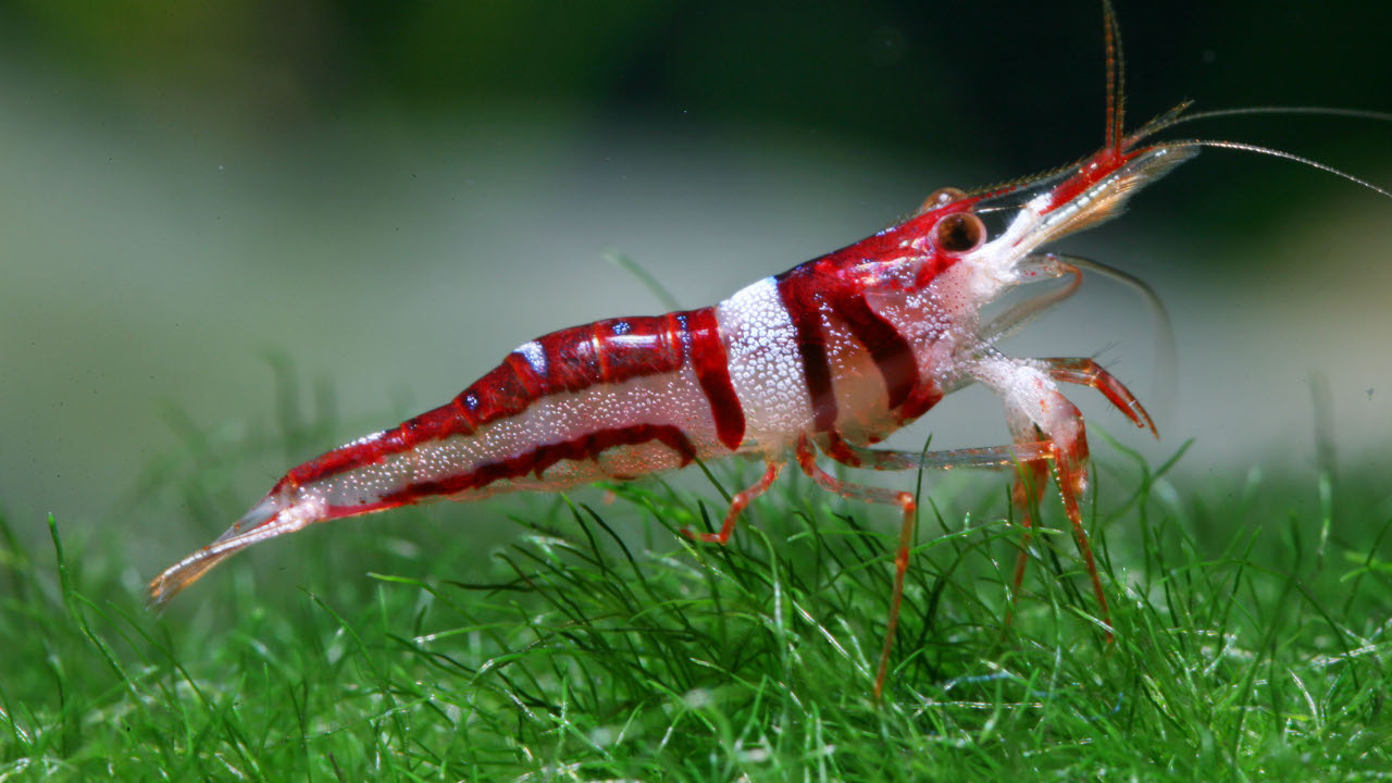 A Caridina woltereckae shrimp.