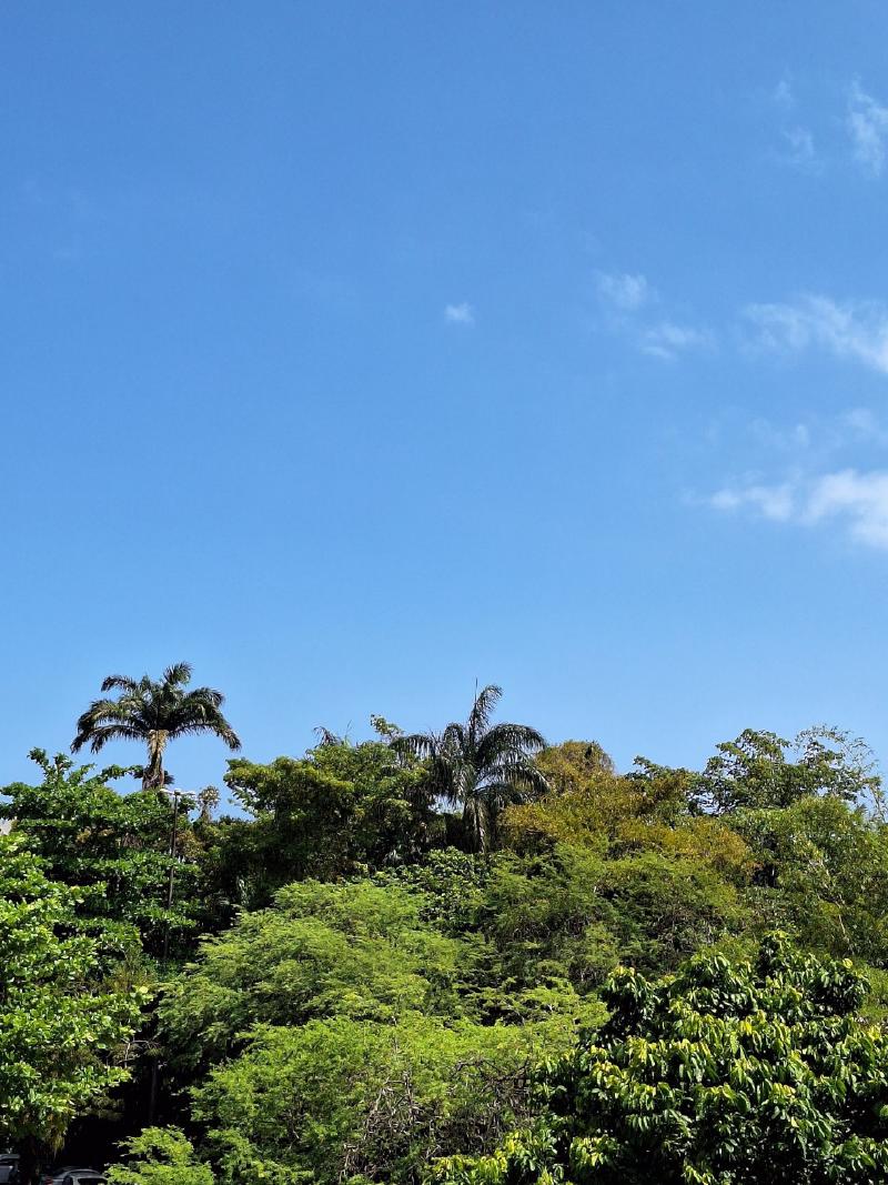 Céu azul limpo com poucas nuvens e várias árvores grandes, repleta de folhas verdes vibrantes.
